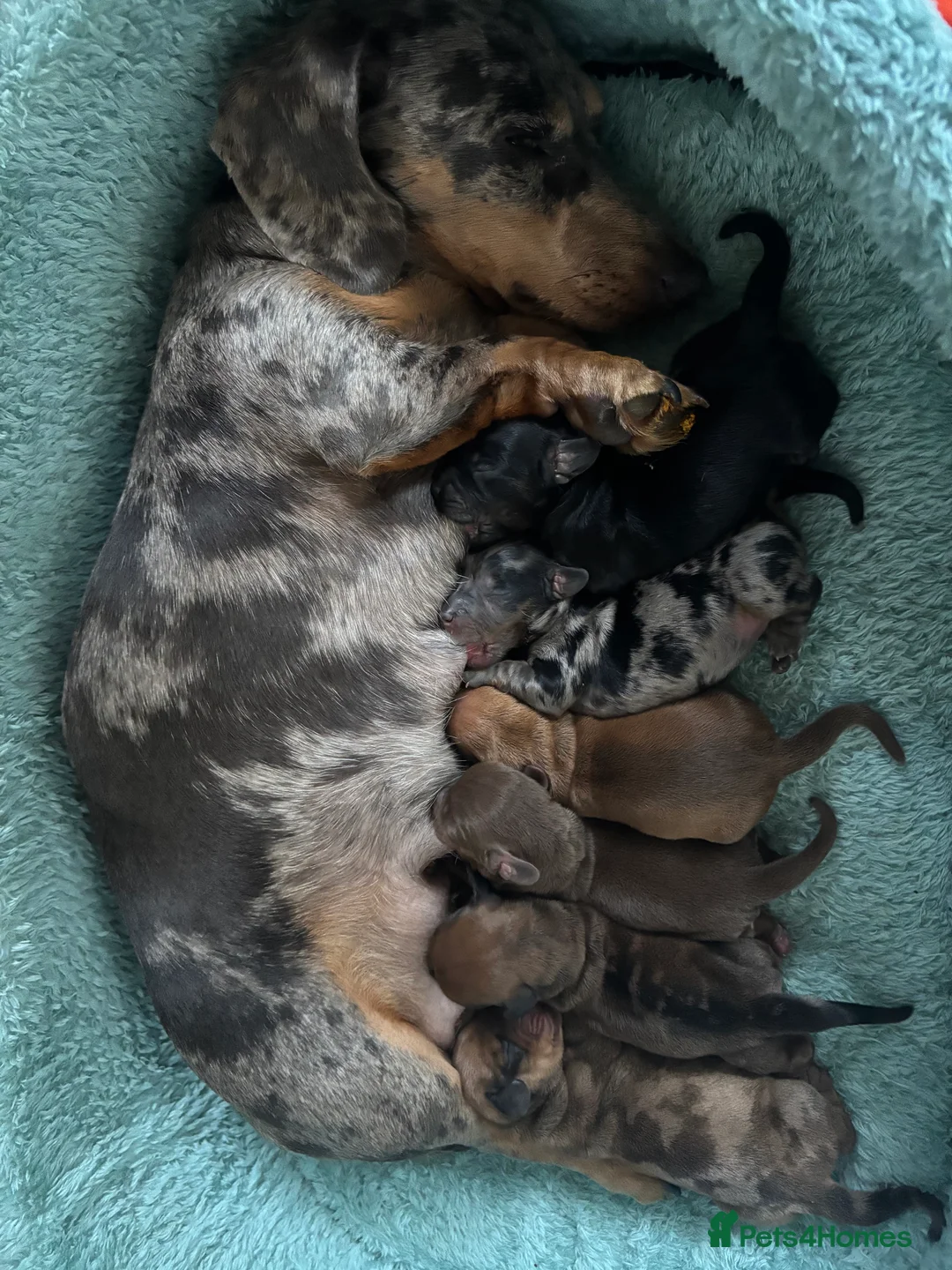 Dachshund dogs for sale: Miniature dachshund - Advert 2