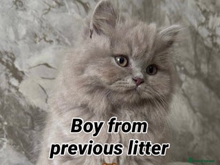 British Shorthair cats British short hair Kittens – Waiting List Open ✨ - Advert 1