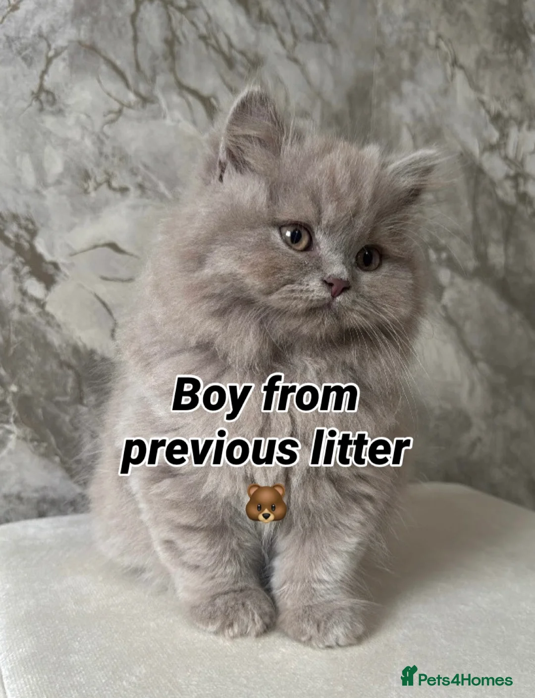 British Shorthair cats for sale:  British short hair Kittens – Waiting List Open ✨ - Advert 3