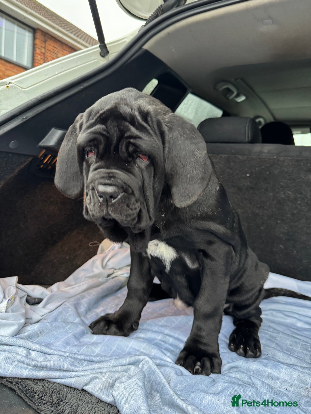 Mastiff dogs for sale: 2 Neapolitan mastiff puppies black girls  - Advert 32