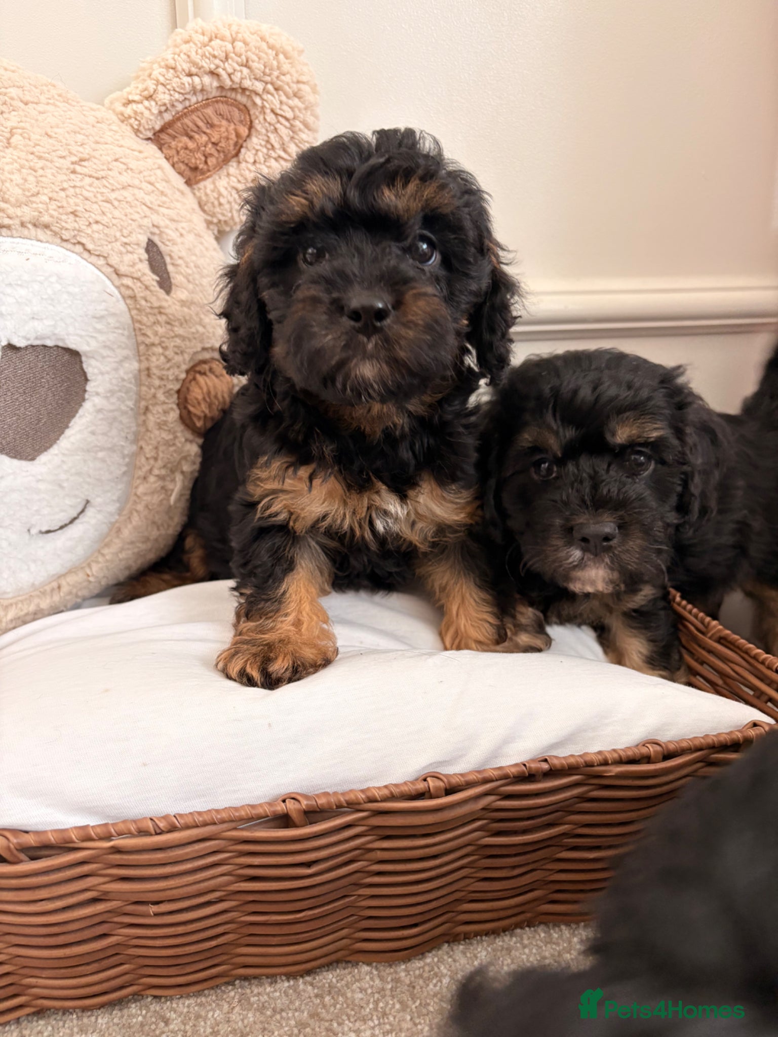 Cavapoo dogs Adorable cavapoos  - Advert 1