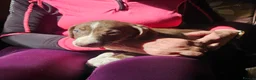 Mixed Breed dogs for sale: Bedlington whippet greyhound  - Advert 4