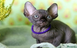Sphynx cats for sale: Bloodline Sphynx Kittens  - Image 14