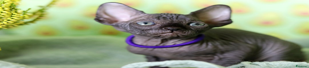 Sphynx Kitten 2