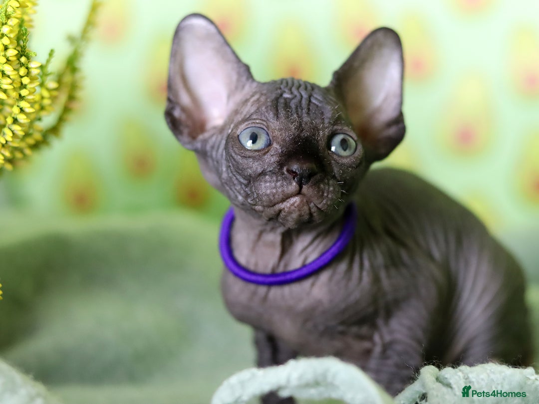 Sphynx cats for sale: Bloodline Sphynx Kittens  - Image 14