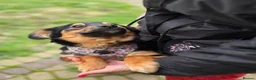 Mixed Breed dogs for adoption: ❤️🐶 LOLLY – GENTLE HEART, HAPPY SOUL in Burton-on-Trent - Advert 18