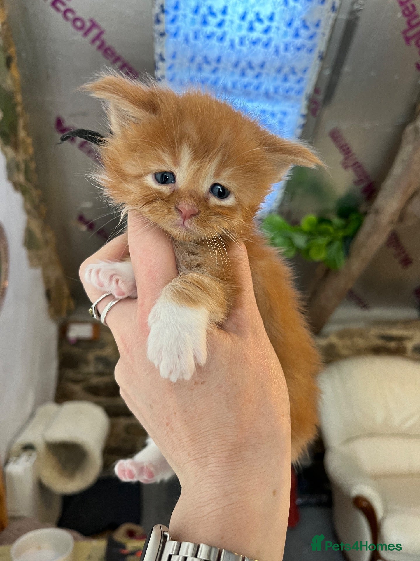 Maine Coon cats Pedigree Maine coon kittens  - Advert 1