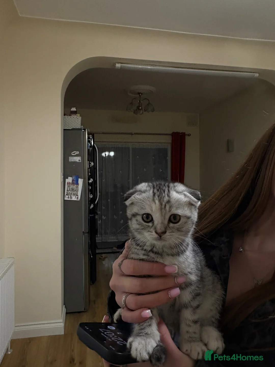 Scottish Fold cats for sale: a little Scottish Fold girl.💕 - Advert 2