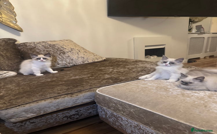Ragdoll cats - Advert 1