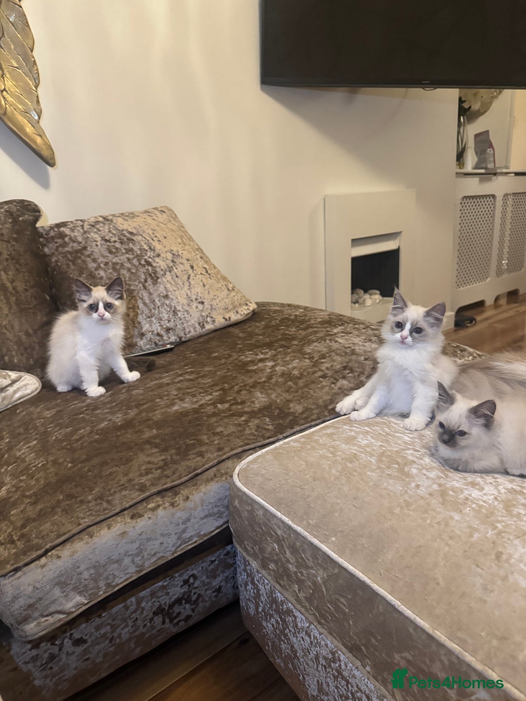 Ragdoll cats for sale: GCCF ragdoll kittens  - Image 1