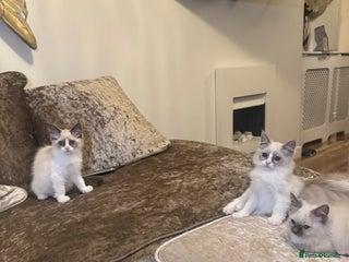 Ragdoll cats - Advert 2