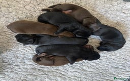 Labrador Retriever dogs for sale: KC registered Labrador pups ready October  - Image 20
