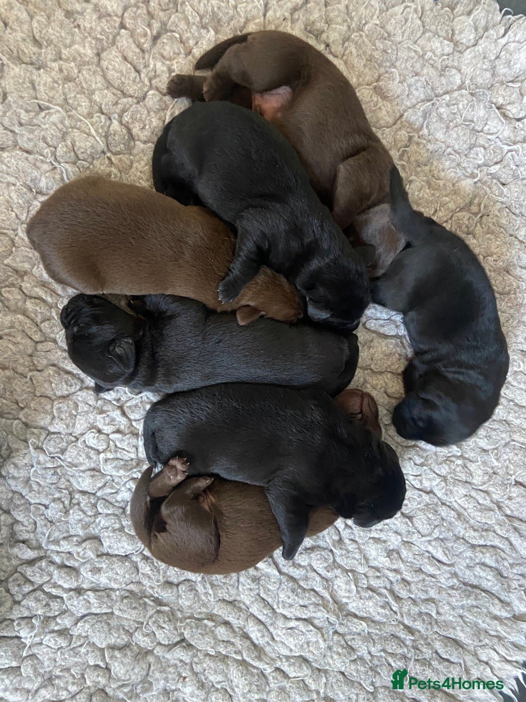 Labrador Retriever dogs for sale: KC registered Labrador pups ready October  - Image 20