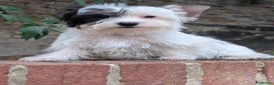 Charisma 