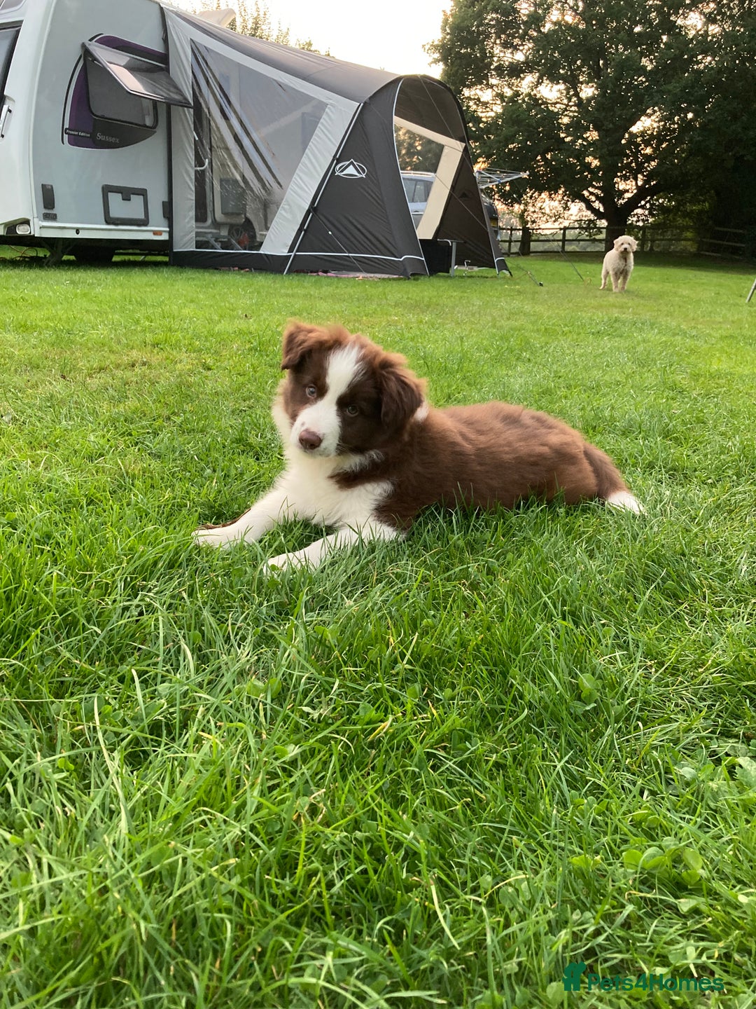 Border Collie dogs for sale: Aarontinas Purple Pluto - Advert 5