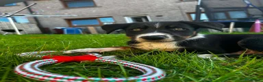 Border Collie 1