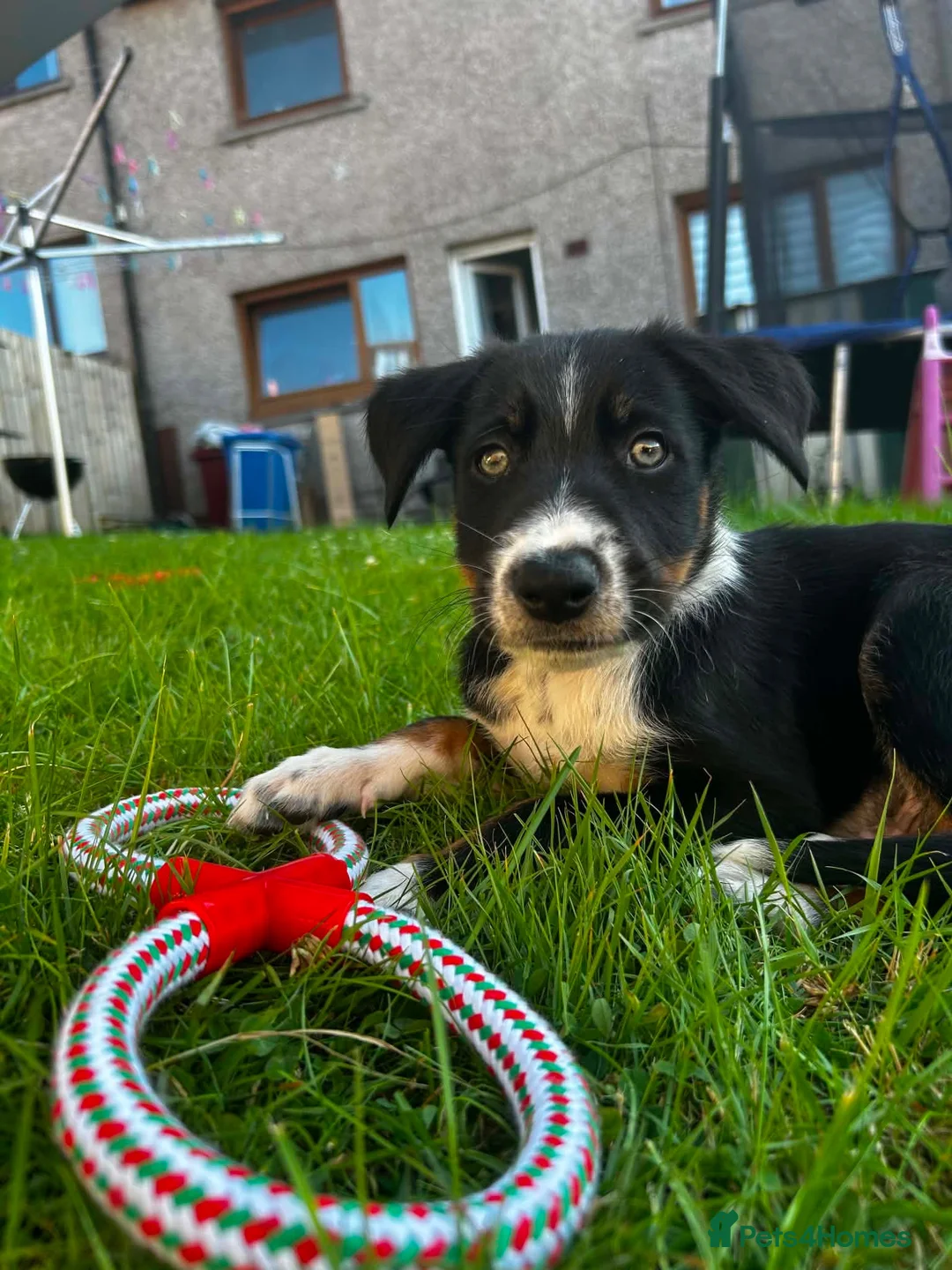 Border Collie dogs for sale: Border collie male pup  - Advert 8
