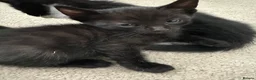 Bengal cats for sale: Bengal x tuxedo kittens - Advert 2
