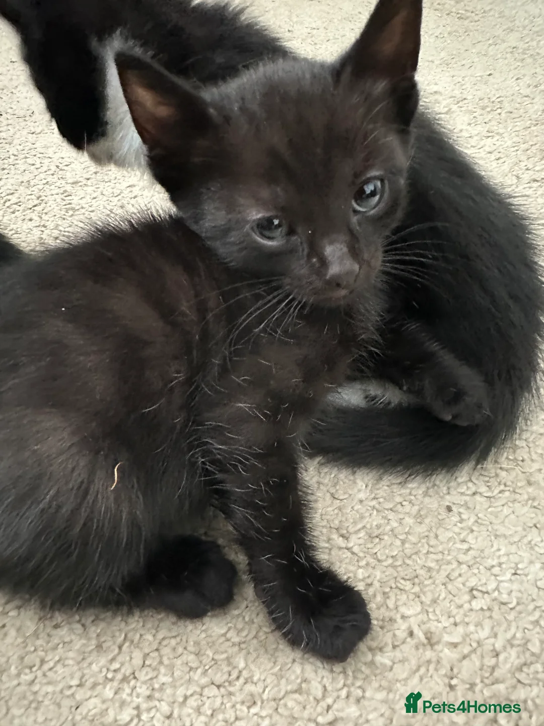 Bengal cats for sale: Bengal x tuxedo kittens - Advert 2