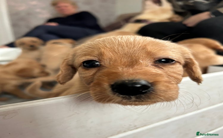 Labradoodle dogs Irresistible Labradoodle puppies  - Advert 8