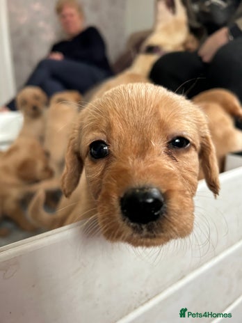 Labradoodle dogs Irresistible Labradoodle puppies - Advert 8