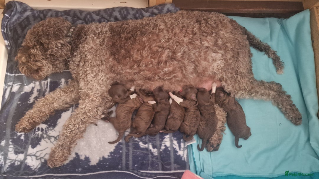 Lagotto Romagnolo dogs for sale: Lagotto Romagnolo, pure breed, KC reg litter - Image 3
