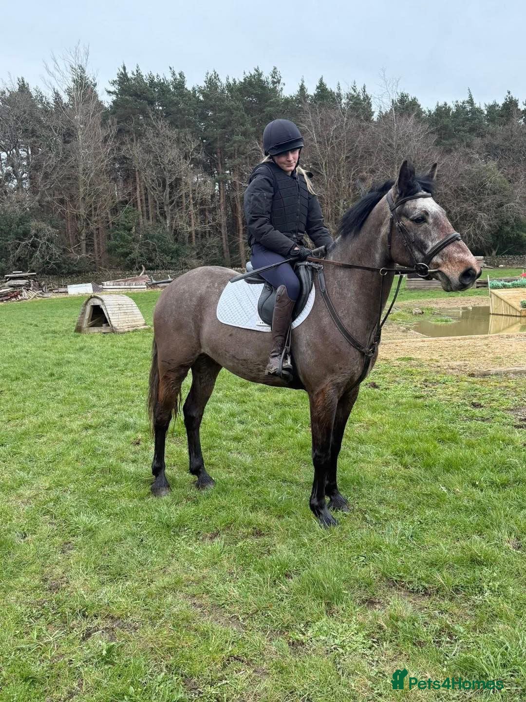 Connemara horses 15hh Connemara  - Advert 1