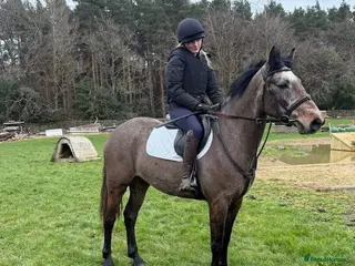 Connemara horses 15hh Connemara - Advert 1