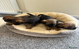 Border Terrier dogs for sale: border terriers kc  - Image 4