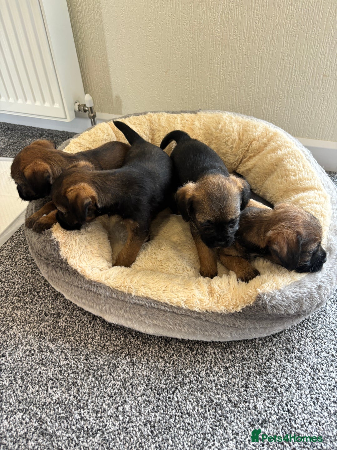 Border Terrier dogs for sale: border terriers kc  - Image 4