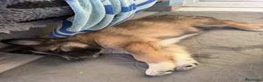 German Shepherd 4