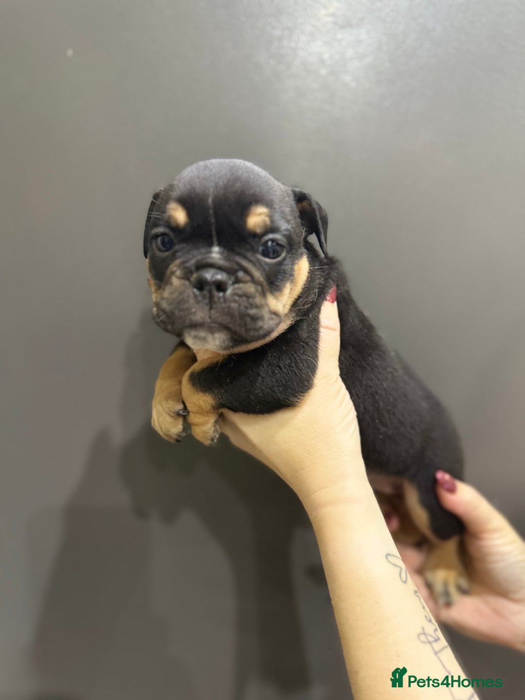 English Bulldog dogs for sale: Last 2 healthy happy pups reduced to leave today - Advert 4