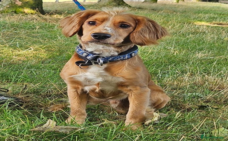 Cocker Spaniel dogs PROVEN KC working cocker  - Advert 3