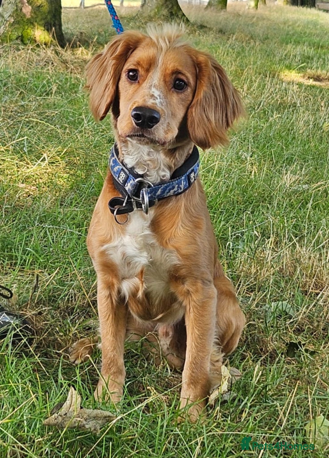 Cocker Spaniel dogs for stud: PROVEN KC working cocker  - Advert 1