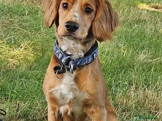 Cocker Spaniel dogs PROVEN KC working cocker 2.6yrs - Advert 2