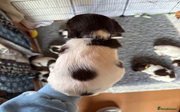 English Springer Spaniel dogs for sale: Sired by Brocklinton Bertie FTCH, docked - Image 14