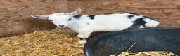 Goats livestock for sale: 4 Pedigree registered Pygmy goats  - Advert 4