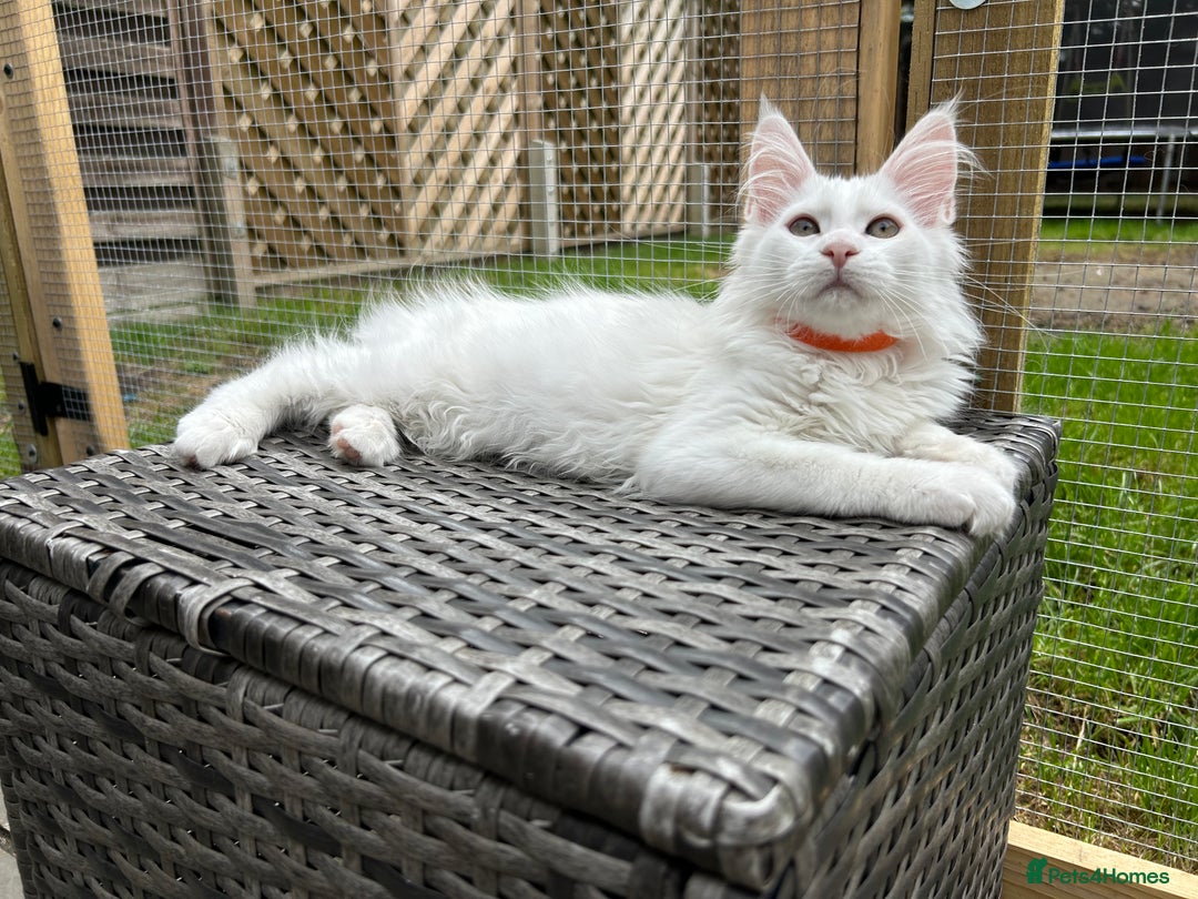 Maine Coon cats for sale: Two Stunning white Maine coons kittens  - Image 4