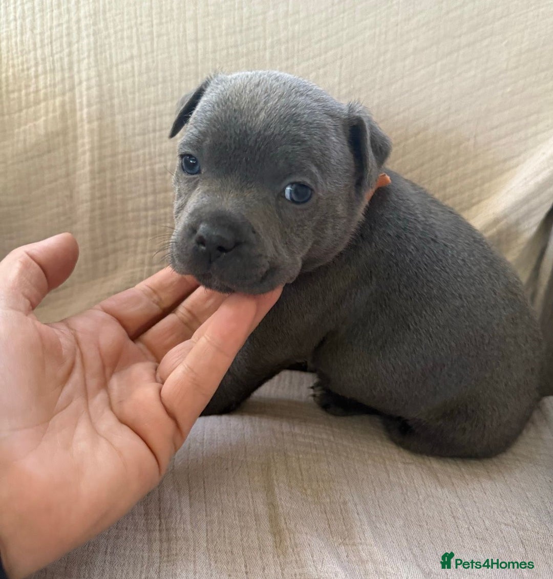 Staffordshire Bull Terrier dogs for sale: ✨ Blue Staffy Bull Terrier Pups Loving & Healthy ✨ - Image 6