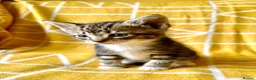 Mixed Breed cats for sale: Beautiful, Friendly Mixed Breed Tabby & White in Dartmouth - Advert 12