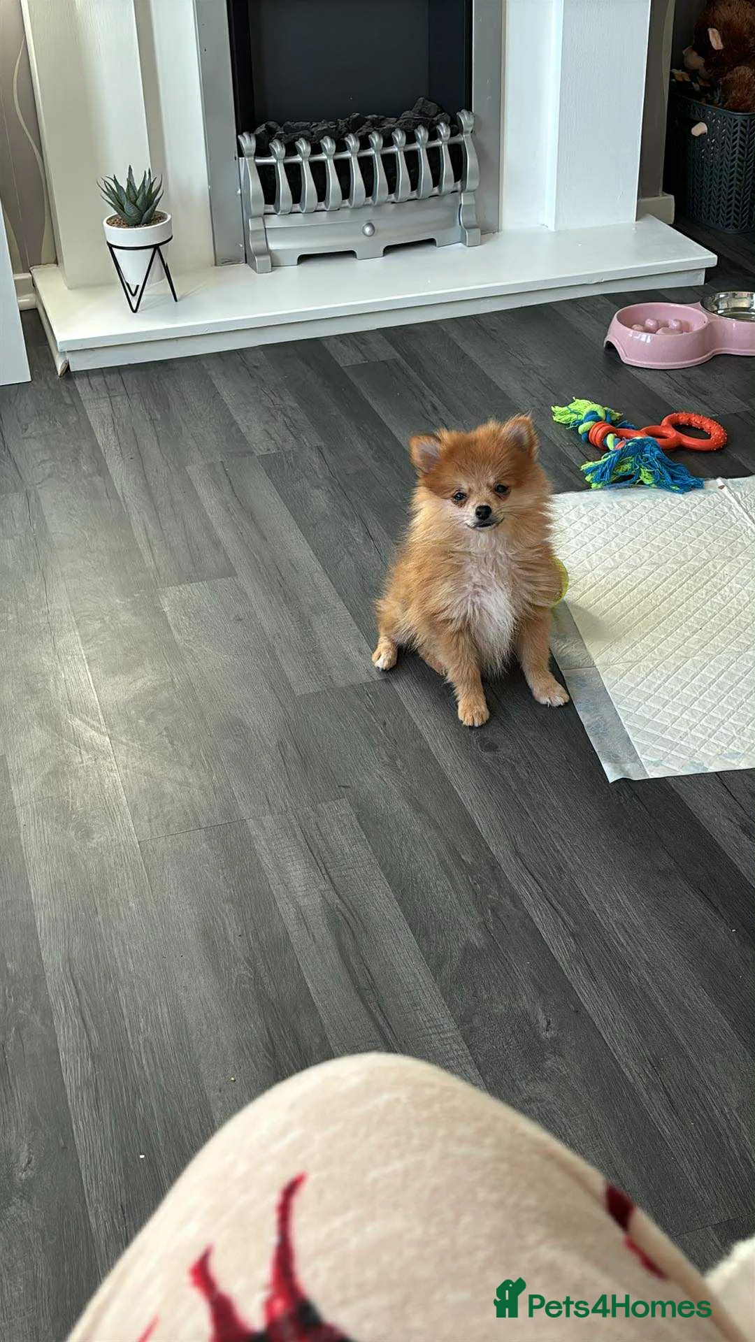 Pomeranian dogs for sale: Pomeranian female  - Advert 3