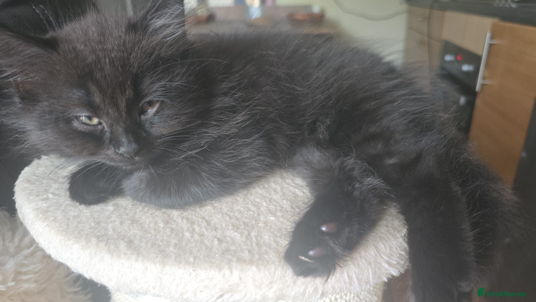 Scottish Fold cats Black british shorthair fold  kittens  - Advert 5