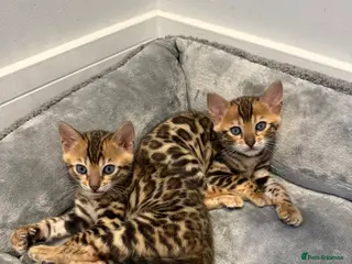 Bengal cats TIKA registered Pure Bengal Female kittens - Advert 6