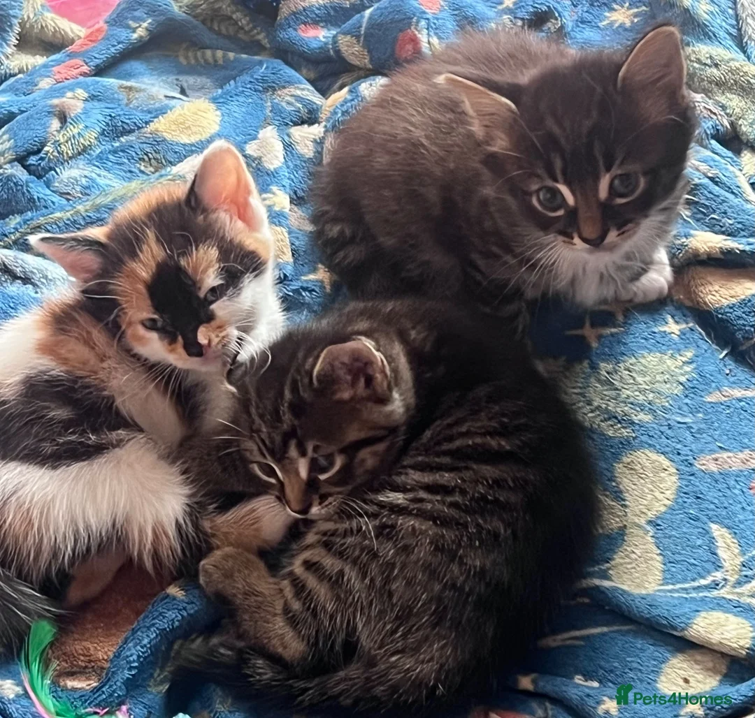 Mixed Breed cats for sale: Kitten for sale  - Advert 4