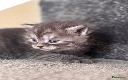 British Shorthair cats for sale: British shorthair kittens - Image 10