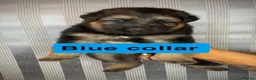 German Shepherd dogs for sale: German Shepherd puppies  - Advert 5