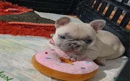 French Bulldog dogs for sale: Lilac female french bulldog - Image 10