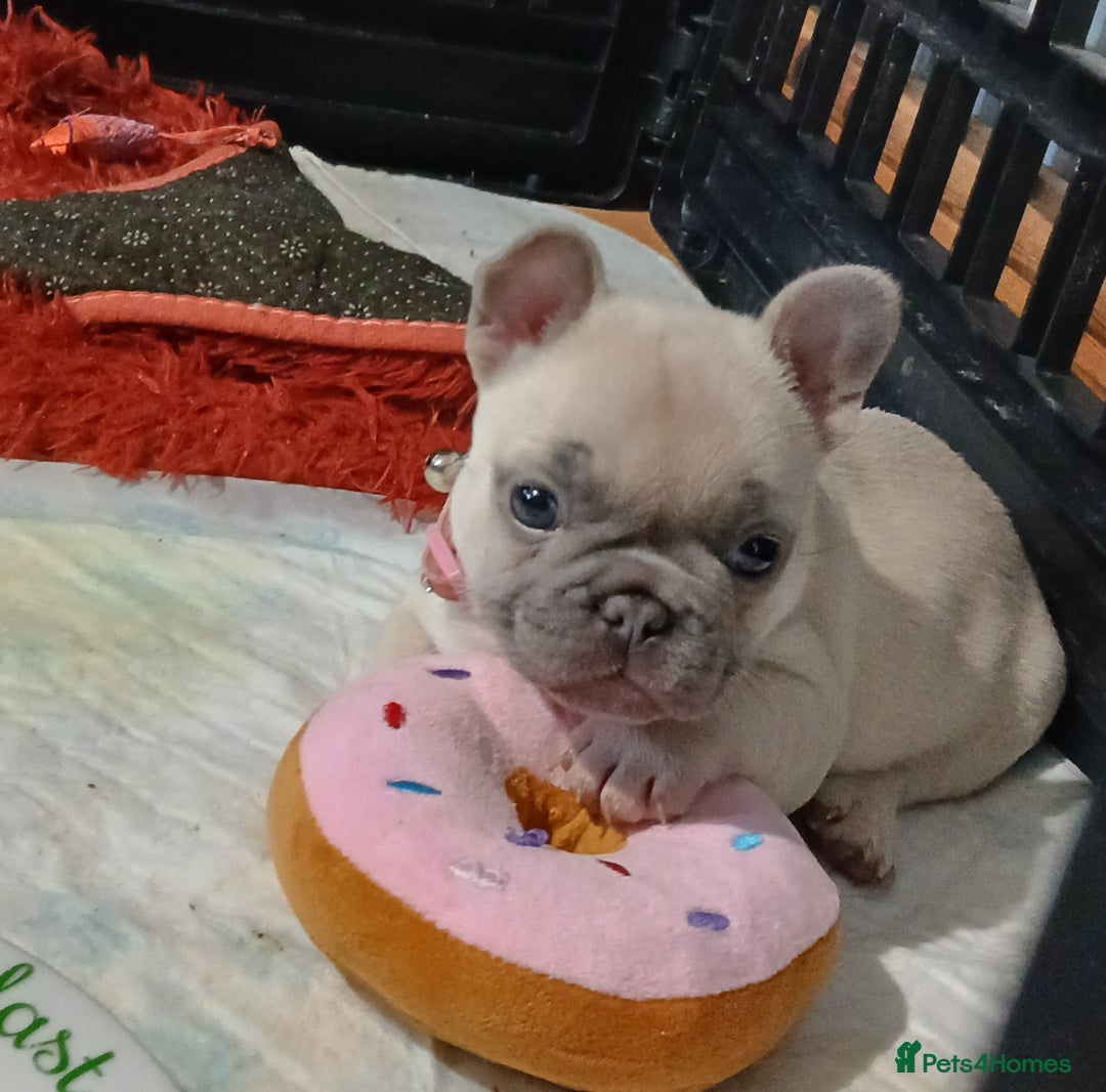 French Bulldog dogs for sale: Lilac female french bulldog - Image 10