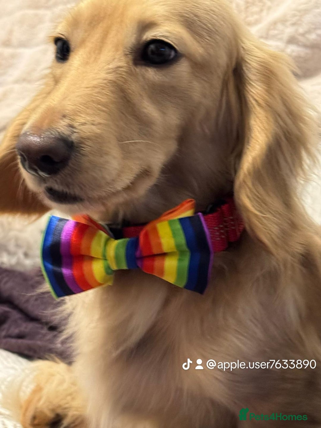 Dachshund dogs for stud: Cream Mini Long boy STUD  - Advert 2