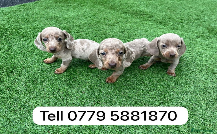 Miniature Dachshund dogs - Advert 4